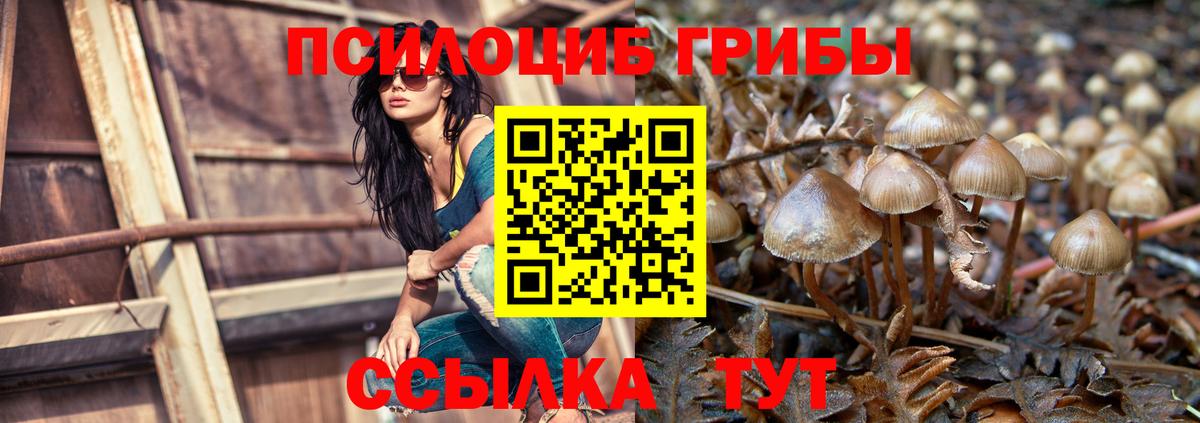 Псилоцибиновые грибы Psilocybine cubensis Надым
